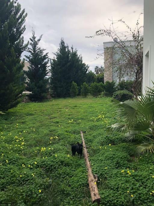 Torba Residence Zewnętrze zdjęcie